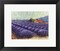 Framed Art Lavender Fields II by Lorraine Westwood 9 1/2 x 11 3/4